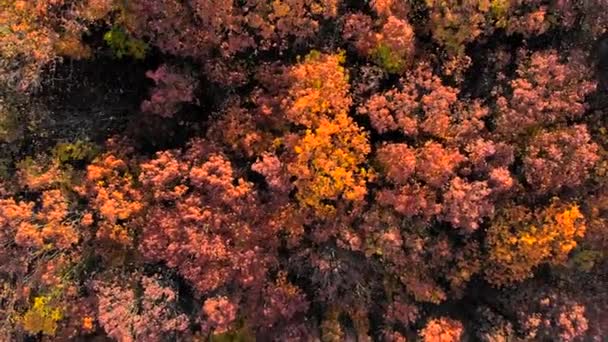 Olhando para baixo em cores de outono incrivelmente bonitas, florestas, árvores, visão aérea do sobrevoo do drone . — Vídeo de Stock