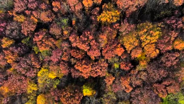 Mirando hacia abajo en colores de otoño increíblemente hermosos, bosques, árboles, vista aérea de sobrevuelo de aviones no tripulados . — Vídeo de stock