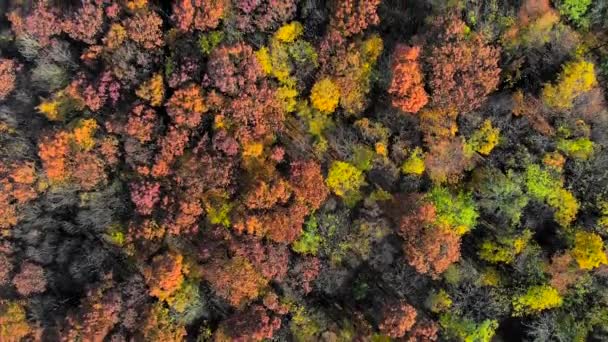 En üstteki hava manzarası inanılmaz güzel sonbahar renkleri, ormanlar, ağaçlar, hava aracı üstgeçit görüntüsü. — Stok video
