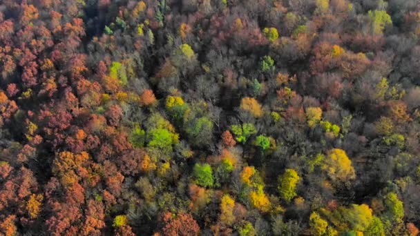 En üstteki hava manzarası inanılmaz güzel sonbahar renkleri, ormanlar, ağaçlar, hava aracı üstgeçit görüntüsü. — Stok video