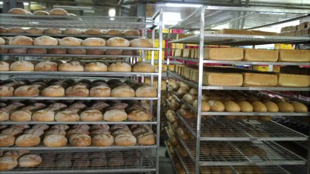 Productie van bakkerijproducten. Vers gebakken rood brood ligt op de planken in de bakkerij. Veel brood op de planken in de bakkerij. — Stockvideo