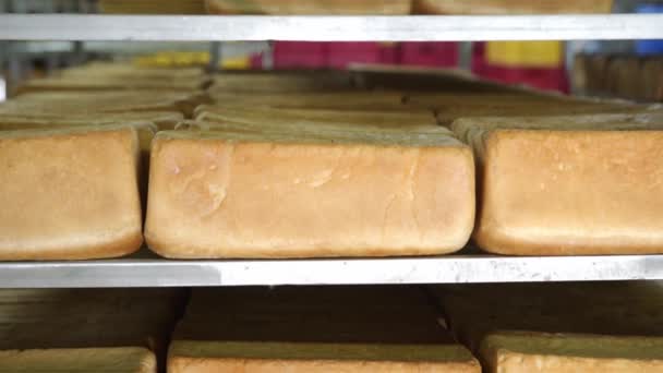 Produktion von Backwaren hautnah. Frisch gebackenes Rostbrot aus nächster Nähe, das in den Regalen der Fabrik in der Bäckerei liegt. Jede Menge Brot in den Regalen der Bäckerei — Stockvideo