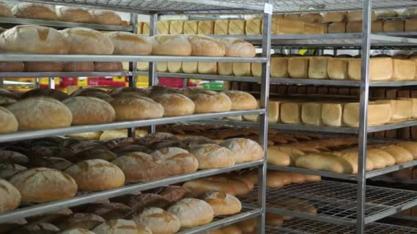 Produzione di prodotti da forno. Pane rubicondo appena sfornato giace sugli scaffali della panetteria. Un sacco di pane sugli scaffali della panetteria . — Video Stock