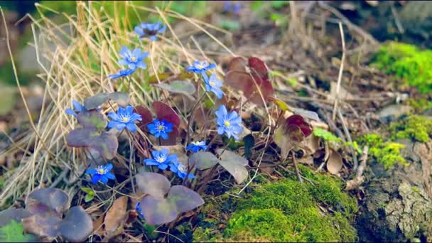 Les premières fleurs bleues printanières sur une clairière givrée par une journée ensoleillée. Le vent secoue les fleurs. Retiré Blackmagik 6k . — Video