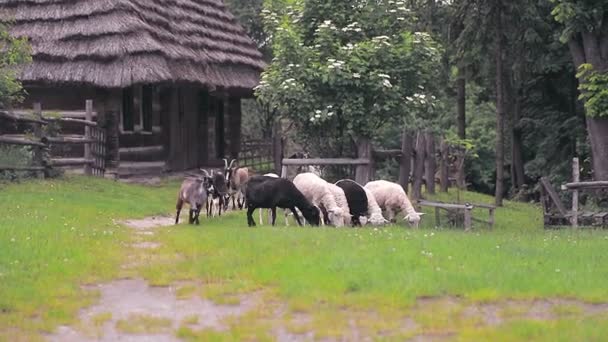 Зграя овець і козлів пасеться на зеленому лузі і їсть зелену траву . — стокове відео