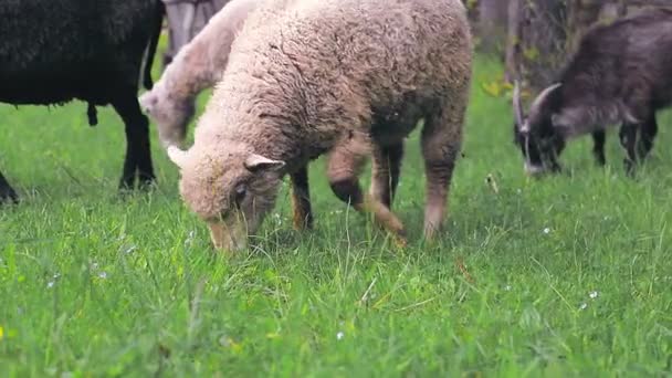 Vita får äter grönt gräs på en äng i höglandet på nära håll. — Stockvideo