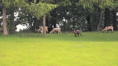 Bir koyun, koyun ve keçi sürüsü yeşil bir çayırda otlar ve yeşil otlar yer..