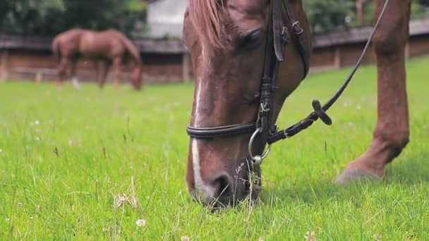 Bruin paard eet groen gras van dichtbij. Muilkorf van een paard dat op een zonnig grasveld op groen gras kauwt en eet. — Stockvideo