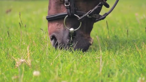 갈색 말은 푸른 풀을 먹고 있습니다. 양지바른 잔디 위에서 풀을 씹고 씹는 말 의입 구. — 비디오
