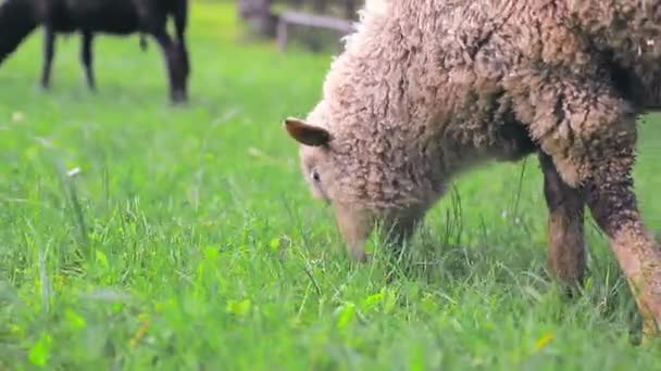 Ovelhas brancas comendo grama verde em um prado nas terras altas close-up . — Vídeo de Stock