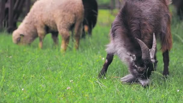 Una mandria di capre al pascolo su un prato verde con erba fresca e verde. Capra nera da vicino mangiare e masticare erba — Video Stock