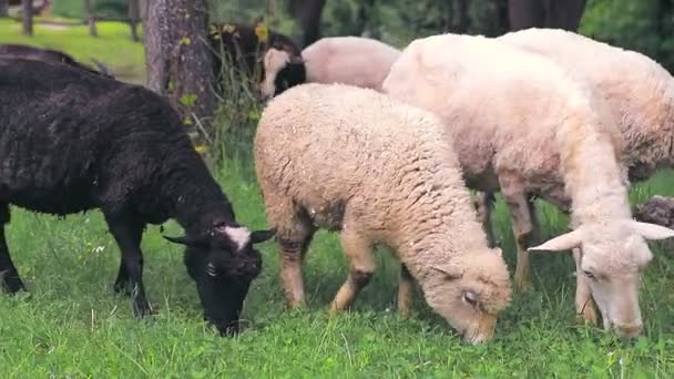 Bir koyun, koyun ve keçi sürüsü yeşil bir çayırda otlar ve yeşil otlar yer.. — Stok video