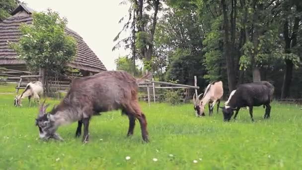 Stado owiec, owiec i kóz wypasa się na zielonej łące i je zieloną trawę.. — Wideo stockowe