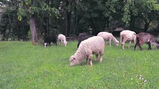 Un gregge di pecore e pecore e capre pascolano su un prato verde e mangiano erba verde . — Video Stock