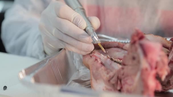 Close up de um dentista estagiário perfurando um buraco em uma mandíbula de porcos e praticando a instalação de um implante . — Vídeo de Stock