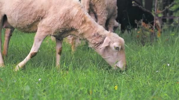 Bílé ovce jíst zelenou trávu na louce na vysočině zavřít. — Stock video