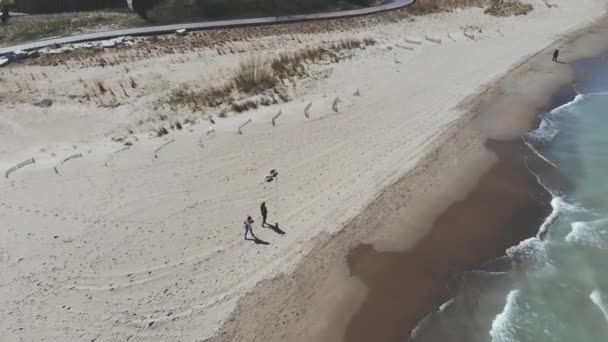 Aerial view people walking dogs on the shores of Lake Michigan in Illinois. People walking dogs on a sandy beach. — Stock Video