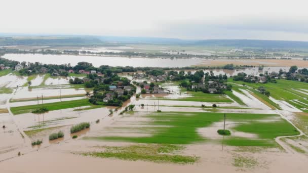 Ukrayna. Galych 24 Haziran 2020. Tarım arazilerinde sel ve sel baskınları. Nehir tarlaları sular altında bıraktı. Buğday tarlaları ve suyun altında çeşitli ekinler. — Stok video