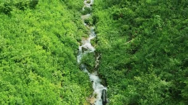 Petit ruisseau de montagne qui coule des montagnes parmi la nourriture verte. Vue de dessus d'un ruisseau de montagne — Video