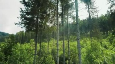 Dağ ağacı tepelerinden bir manzara. Güneşli bir günde yeşil ağaçlar. Orman ağaçlarının yanında uç.