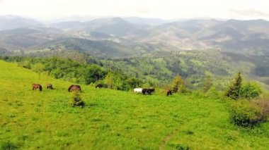 Bir at sürüsünün otladığı dağlardaki bir çayırın üzerinden uçan hava uçuşu. Güzel safkan atlar dağın yamaçlarında ot yiyorlar..
