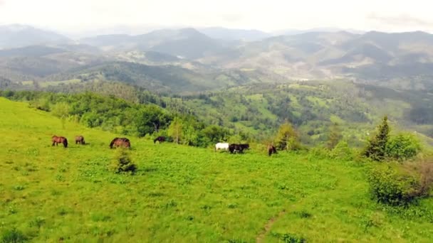 Letecký let nad loukou v horách, kde se pasou koně. Krásné plnokrevné koně jíst trávu na svazích hor. — Stock video