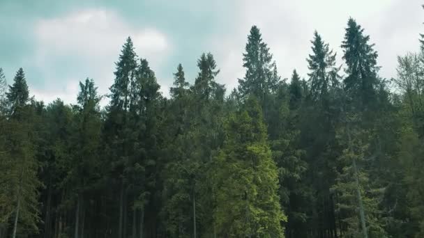 Panorama szczytów drzew górskich. Zielone drzewa w słoneczny dzień. Lot w pobliżu lasu — Wideo stockowe