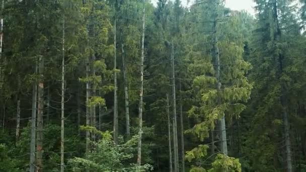 Kilátás a hegyi fák tetejére. Zöld fák egy napsütéses napon. Repülés az erdőfák közelében — Stock videók