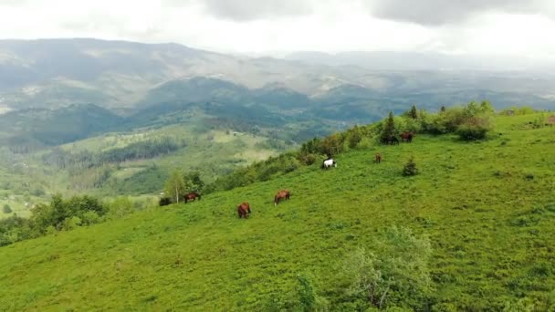 Воздушный полет над лугом в горах, где пасутся стадо лошадей. Красивые чистокровные лошади едят траву на горных склонах . — стоковое видео