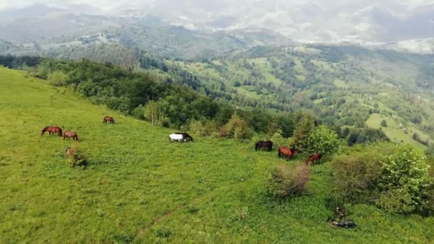 Повітряний політ над лугом у горах, де пасеться стадо коней. Красиві чистокровні коні їдять траву на гірських схилах . — стокове відео