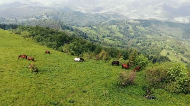 Luchtvlucht over een weiland in de bergen waar een kudde paarden grazen. Prachtige volbloed paarden die gras eten op de berghellingen. — Stockvideo