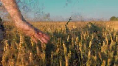 Yakın plan kadınlar hareket halindeyken buğday tarlasının kulaklarına dokunur. Bir kadın gün batımında olgunlaşmış buğdayın altın kulaklarına hafifçe dokunur.