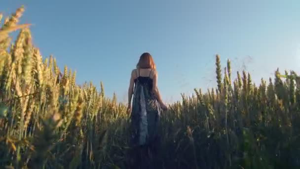 Femme marchant sur un champ de blé doré au coucher du soleil le dos à la caméra. — Video