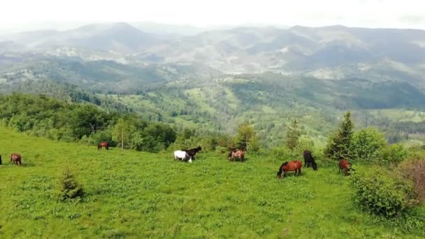 Vuelo aéreo sobre un prado en las montañas donde pastan una manada de caballos. Hermosos caballos pura sangre comiendo hierba en las laderas de la montaña . — Vídeos de Stock