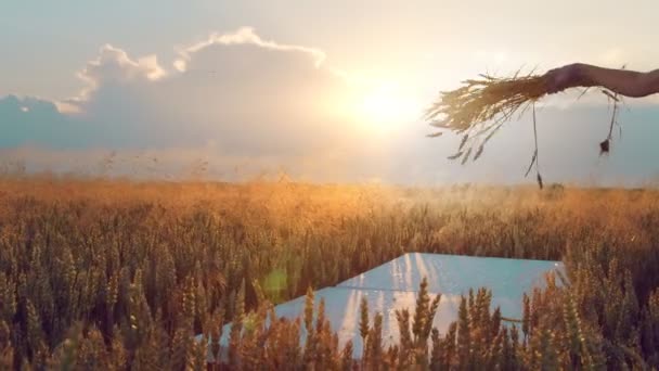 Gün batımında buğday kulakları resmi yapan kadın sanatçı. Sanatçı buğday ve boya ile bir resim çizer. Güneş ışınları kameraya yansıyor.. — Stok video