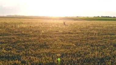 Kadın buğday tarlasında resim çiziyor, akrilik buğday boyuyor. Gün batımı. Güneş kameraya doğru parlıyor. Arka plan ışığı kameranın lensini kör ediyor. Bir resim yaparak bir resim yapmanın modern bir yolu