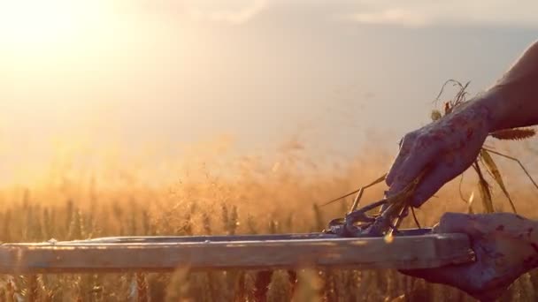 Primer plano de la mano de una artista, que en lugar de un pincel recoge pintura con espigas de trigo. Pinta un cuadro de espigas de trigo al atardecer. Los rayos del sol brillan en la cámara . — Vídeo de stock