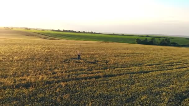 Жінка малює картину в пшеничному полі, акрил малює пшеницю. Захід сонця. Сонце світить у камеру. Підсвічування засліплює об'єктив камери. Сучасний спосіб створення картини за допомогою живопису з — стокове відео