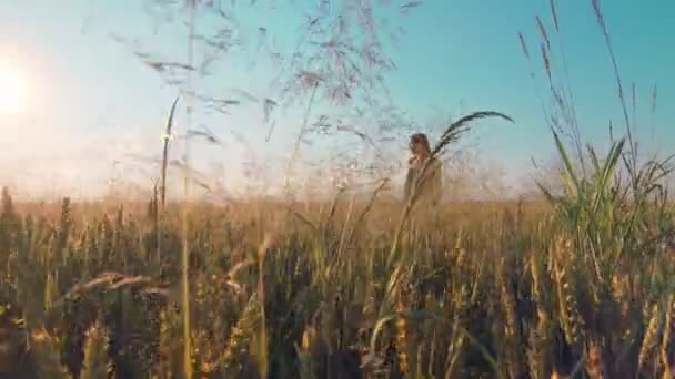 Mulher andando em um campo de trigo dourado ao pôr do sol de frente para a câmera. Uma mulher sorrindo e tocando trigo com as mãos . — Vídeo de Stock