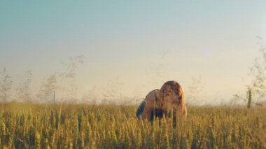 Gün batımında olgun buğday başaklarını bir orakla biçen bir kadın. Kız, olgunlaşmış buğdayın altın kulaklarını gün batımında keskin bir orakla kesiyor..