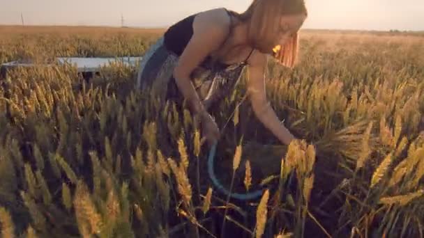 Žena, která při západu slunce poseká zralá zralá zrnka pšenice srpem. Dívka stříhá zlaté uši zralého pšenice ostrým srpem při západu slunce. — Stock video