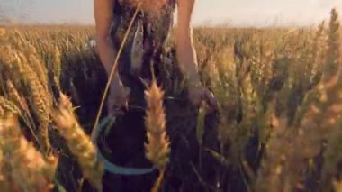Gün batımında olgun buğday başaklarını bir orakla biçen bir kadın. Kız, olgunlaşmış buğdayın altın kulaklarını gün batımında keskin bir orakla kesiyor..