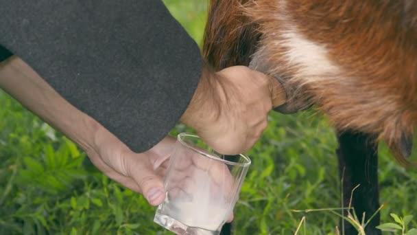 Mužské ruce zblízka dojí kozu. Ruce stiskněte kozí vemeno a mléko ve sklenici. — Stock video
