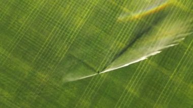 Stadyumun otomatik olarak sulanması ve yeşil çimlerin üzerinde hava manzarası. Yeşil çimlerin sulanması