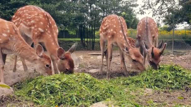 Junge Hirsche fressen Gras. Herde junger orangefarbener Hirsche in einem weißen Fleck frisst grünes Gras — Stockvideo