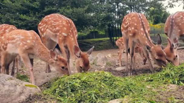 Ciervos jóvenes comiendo hierba. Manada de jóvenes ciervos anaranjados en una mancha blanca comiendo hierba verde — Vídeos de Stock