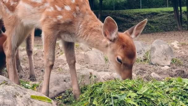 Giovane cervo che mangia erba. mandria di giovani cervi arancioni in una macchia bianca mangiare erba verde — Video Stock