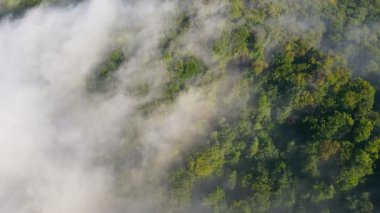 Dağları kaplayan muhteşem sabah sisi. Kalın sisle kaplı yeşil ağaçların havadan görünüşü