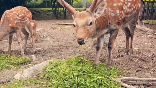 Giovane cervo che mangia erba. mandria di giovani cervi arancioni in una macchia bianca mangiare erba verde — Video Stock