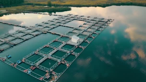 Rybí farma na jezeře. Útěk rybího farmaření při západu slunce. Proletí vlaštovka. Pěstování a rybolov na rybí farmě — Stock video